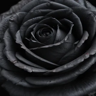 black rose pic