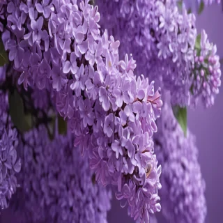 aesthetic lilac wallpaper
