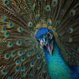 peacock feather images