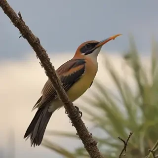 florida birds
