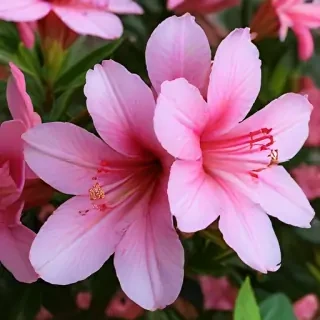 azalea flower