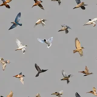 birds flying transparent background