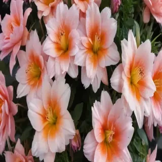 asthetic flower wallpaper