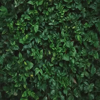 zoom background plants