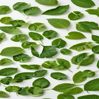 green on white background