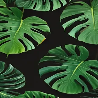 monstera background