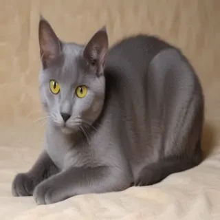 korat cat breed