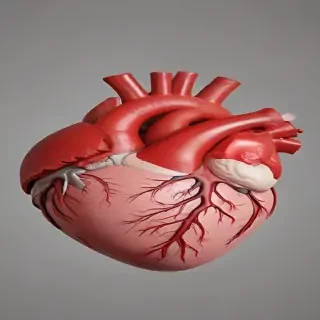 human heart png