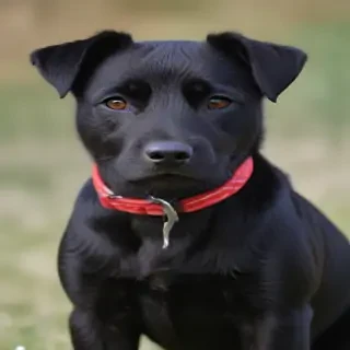 patterdale terrier