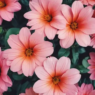 iphone flower wallpaper