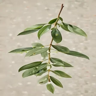 mistletoe png