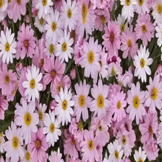 spring flowers