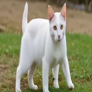 japanese bobtail breed