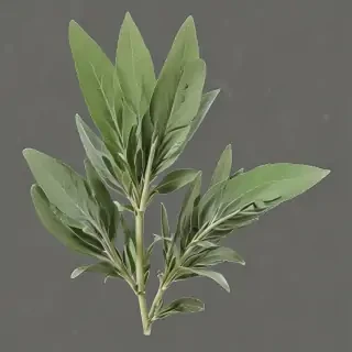 sage png