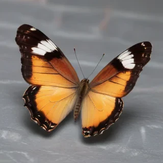 cute butterfly