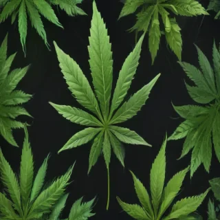 marijuana leaf transparent background
