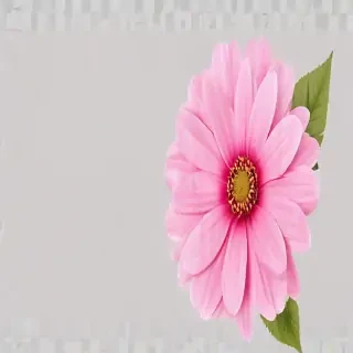 pink flower transparent background