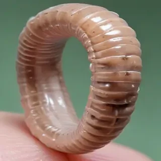 ring worm images