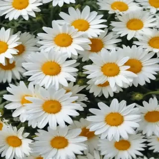 daisy wallpaper for desktop