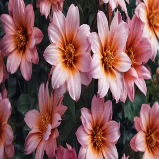 iphone wallpaper flowers