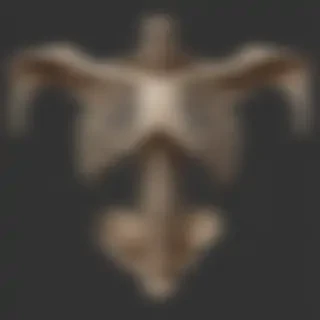 bones png