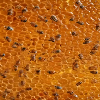 honey background