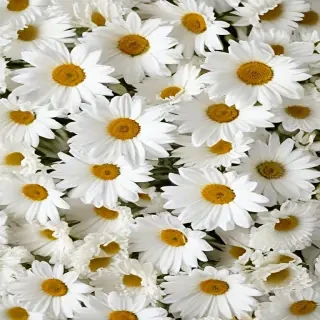 flowers white background