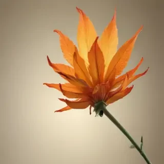 neutral background