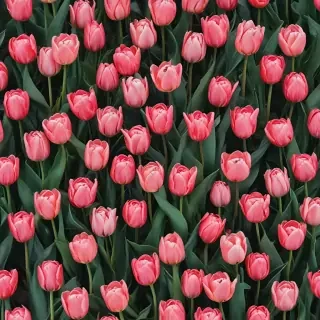 tulips wallpaper aesthetic