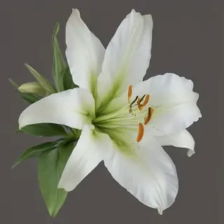 lily flower png
