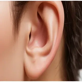 ear png