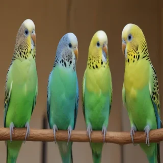 budgies