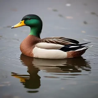 background duck