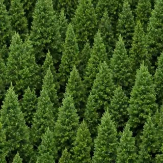 christmas trees png