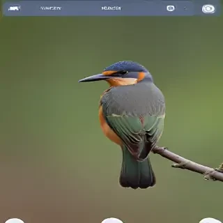 bird sounds