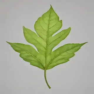 leaf png transparent