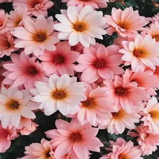 flower background aesthetic