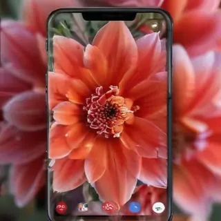 flower phone wallpaper