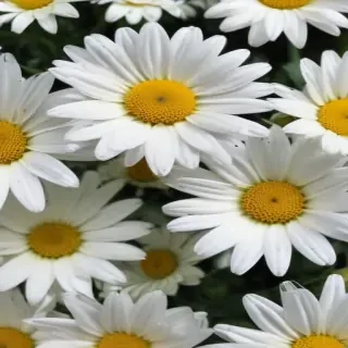 daisy flower wallpaper