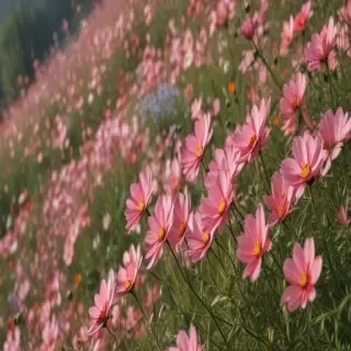 cosmos flower