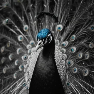 peacock black and white