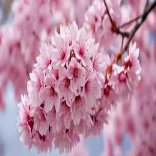 high resolution cherry blossom wallpaper