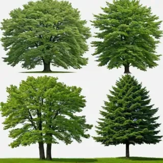trees transparent