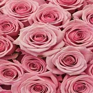 aesthetic rose background