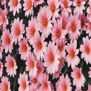 cute aesthetic flower wallpapers