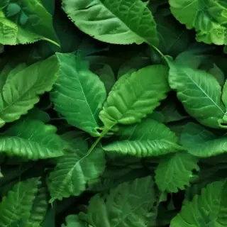 leaf background green