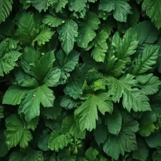 green iphone background