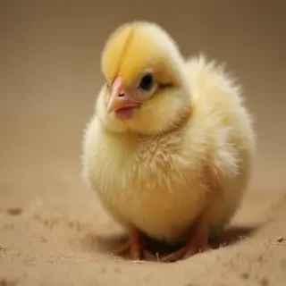 baby chicken