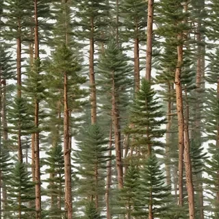 pine trees transparent background