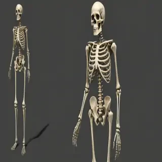 skelton png